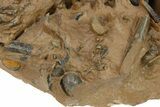 Metacanthina Trilobite With Micro-Fossils - Top Quality Specimen #267147-3